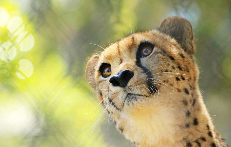 Картинки на рабочий стол гепард