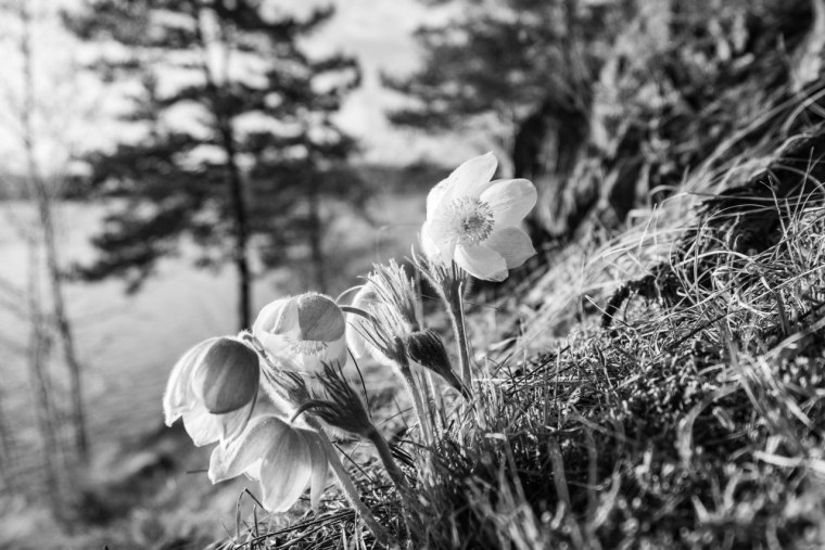 Черно белое