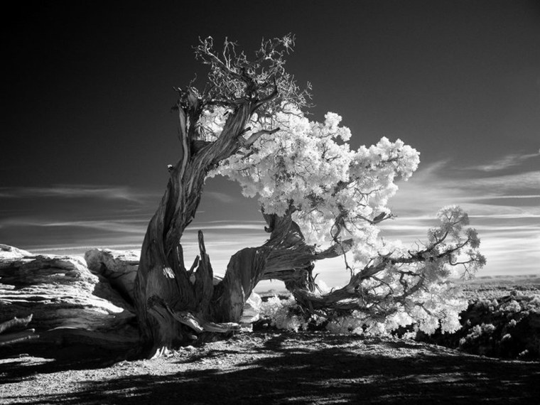 Пьер Пеллегрини