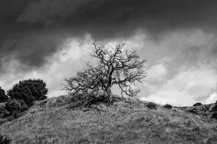 Черно белый лес