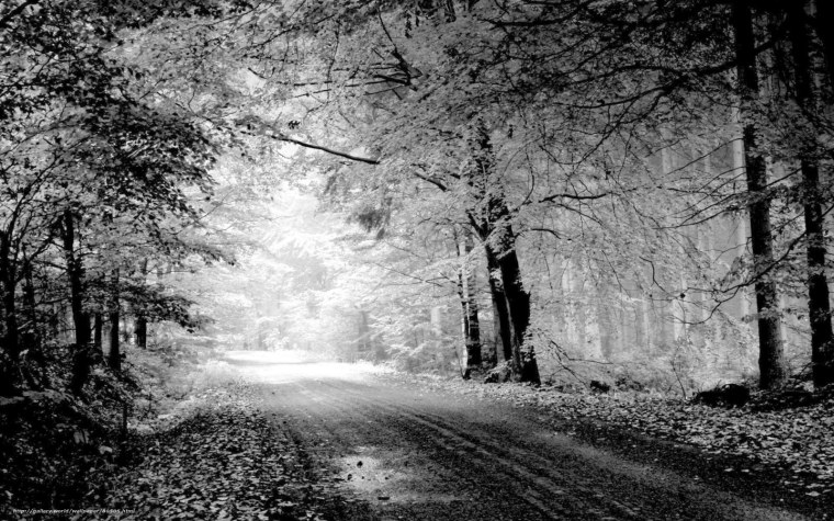 Черно белая природа