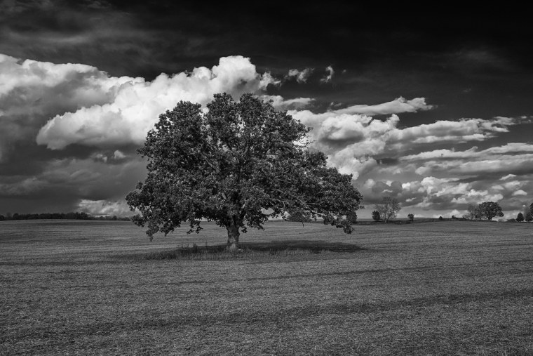 Черно белая природа