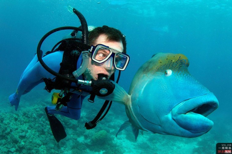 Смешной дайвинг