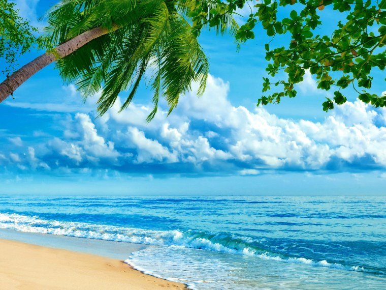 Пальмы и океан