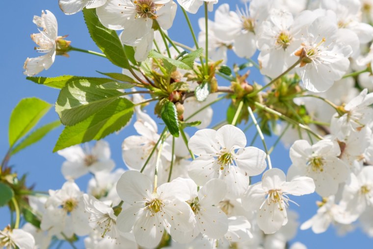 Вишня цветки Жуковская