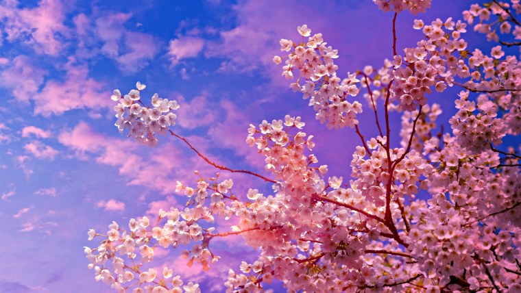 Весенние цветы