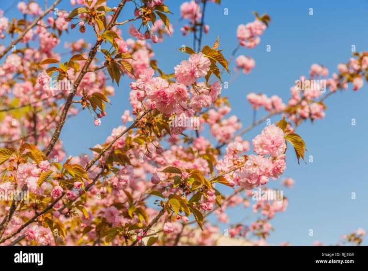Как вишня висит на дереве
