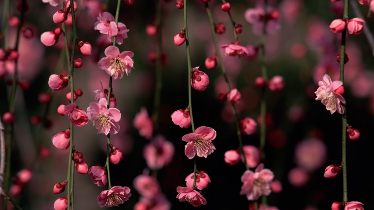 Вишня ягода