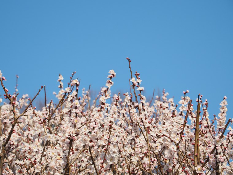 Сакура Пинтерест Эстетика