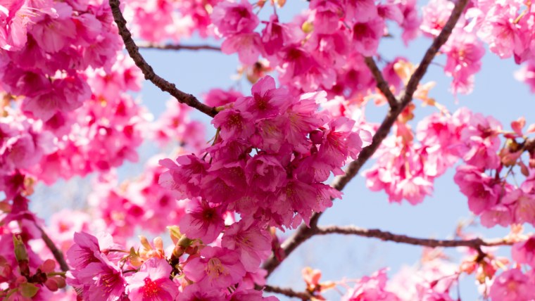 Цветущая вишня в саду вечер