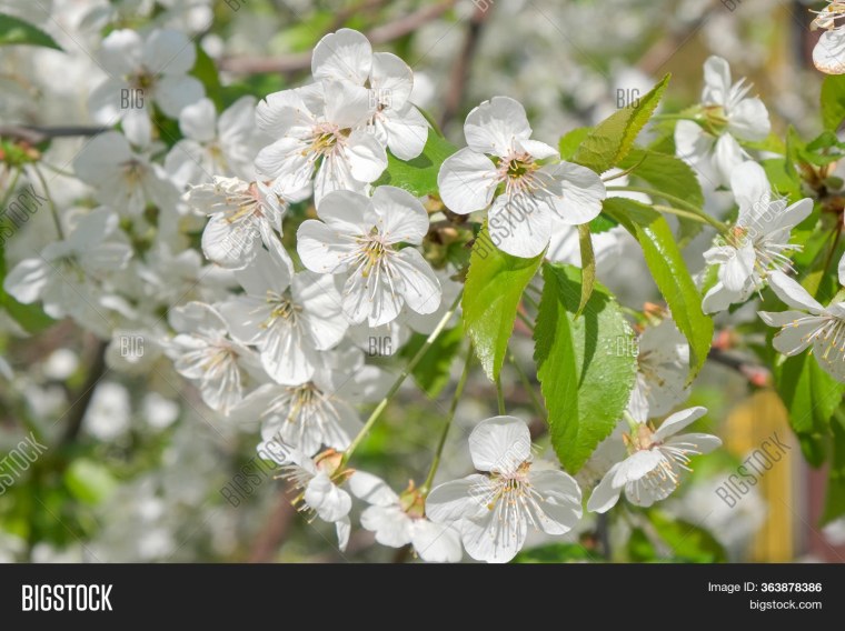 Расцвет вишни 5 часть