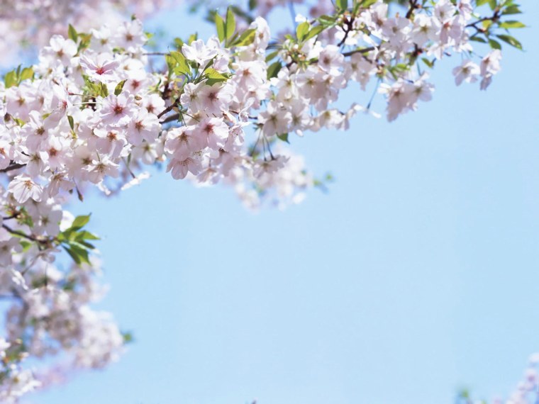 Черешня колоновидная Сильвия