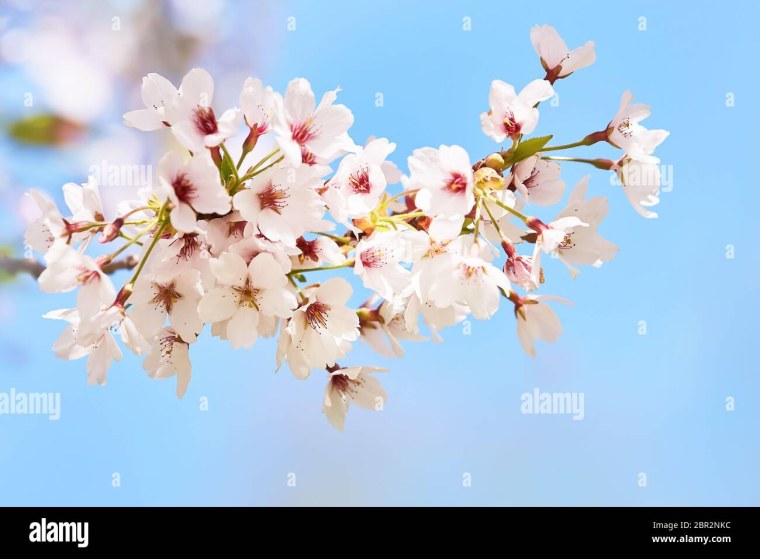 Нет белая вишня