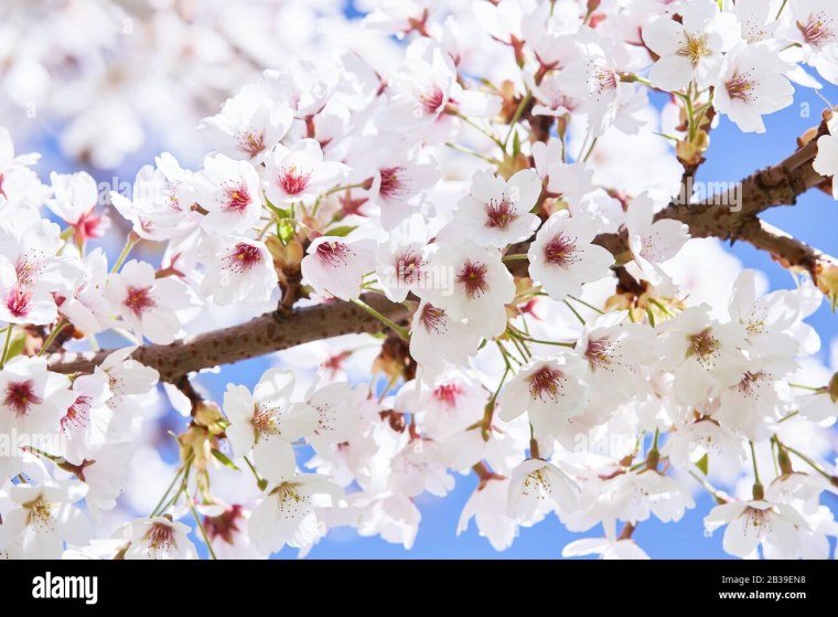 Белое цветущее дерево весной в Варшаве