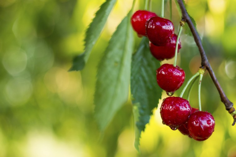 Клеа и черри