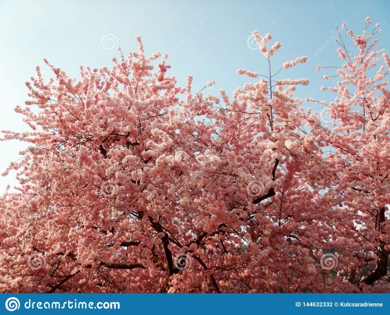 Вишня Шпанка на белом фоне