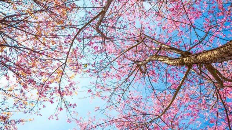 Вишневый сок этикетка