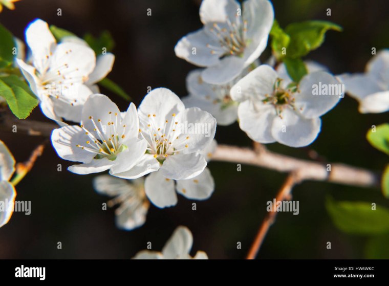 Цветущие деревья в Болгарии