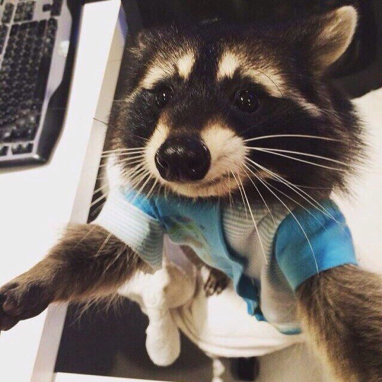 Деловой енот