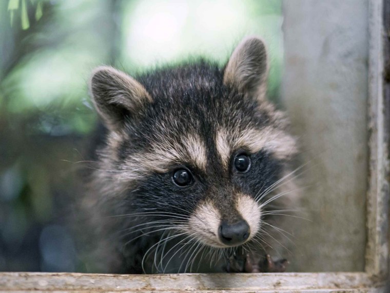 Енот полоскун на аву