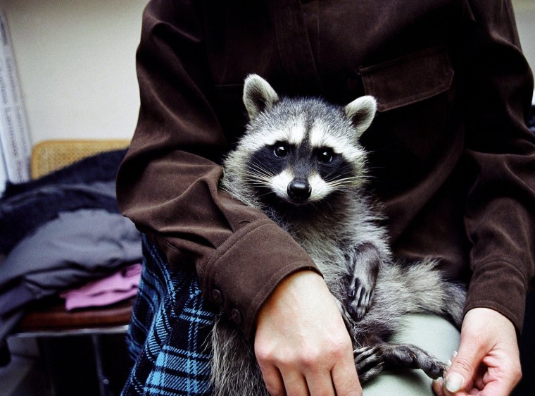 Косумельский енот