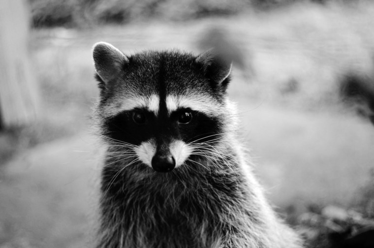 Черный енот полоскун