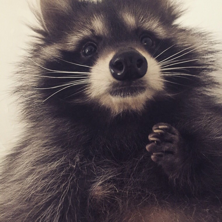 Ава енотика