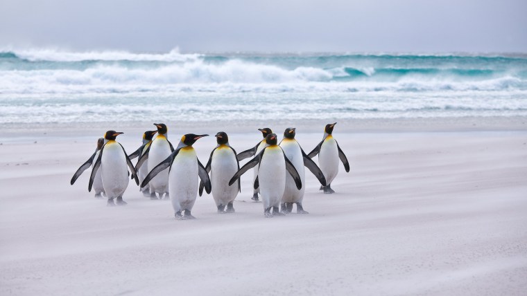 Королевский Пингвин