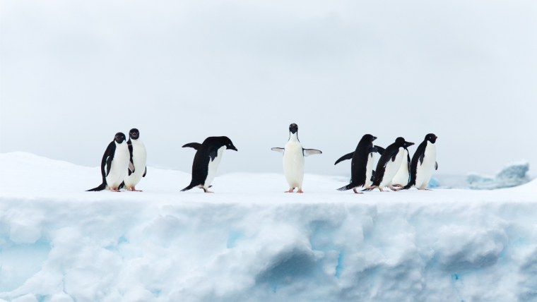 Пингвины растопили лед