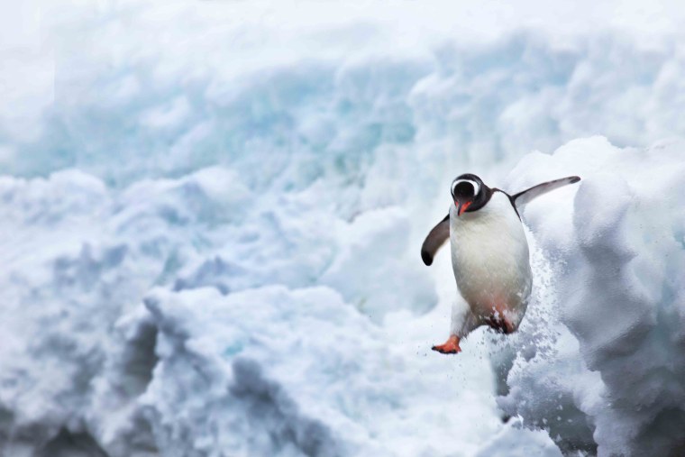 Пингвин прыгает