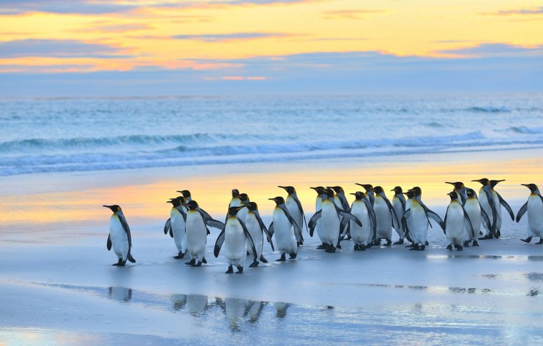 Пейзаж с пингвинами