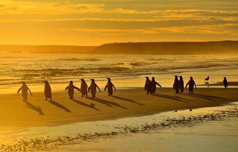 Пингвины на берегу на закате