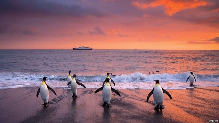 Пингвины на закате