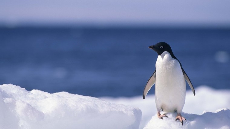 Жил был Пингвин в Антарктиде