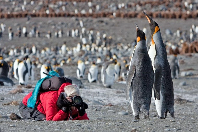 Фолклендские острова пингвины