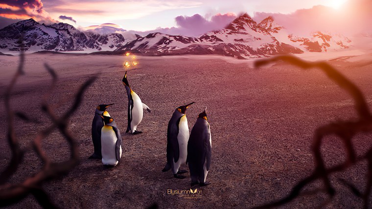 Пингвины на закате