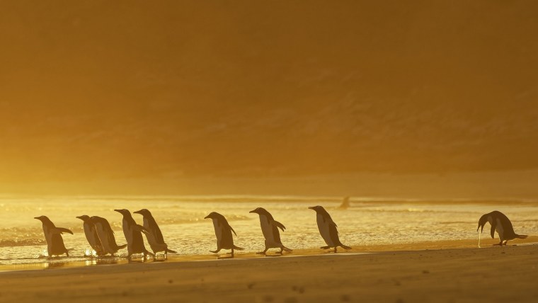 Пингвин блюёт на пляже