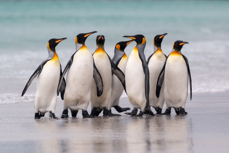 В стае пингвинов 86