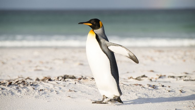 Императорский Пингвин ласты