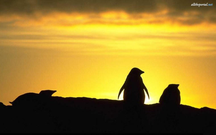 Пингвины на фоне заката