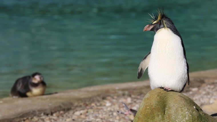 Пингвин Рокхоппера