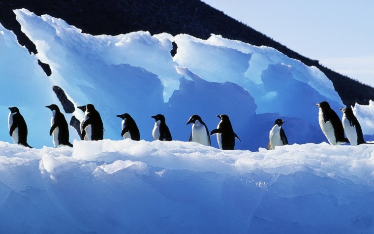 Антарктида остров Завадовский пингвины