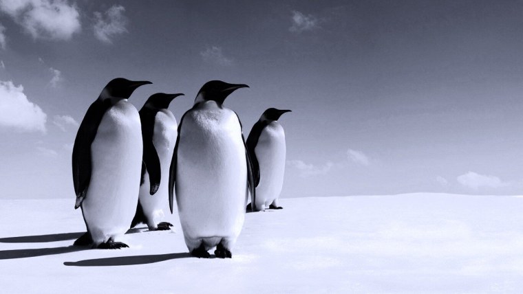 Пингвины на фоне города