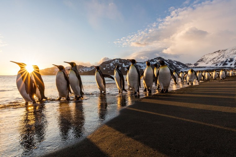 Пингвиний пляж в Антарктиде