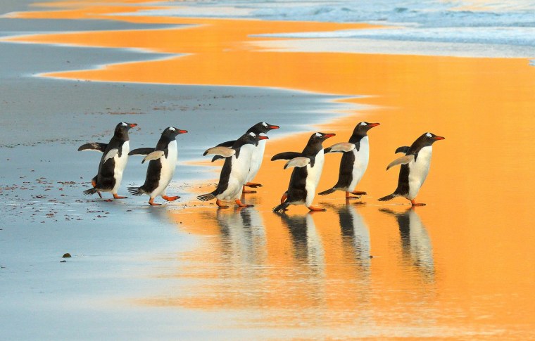 Пингвины друг за другом