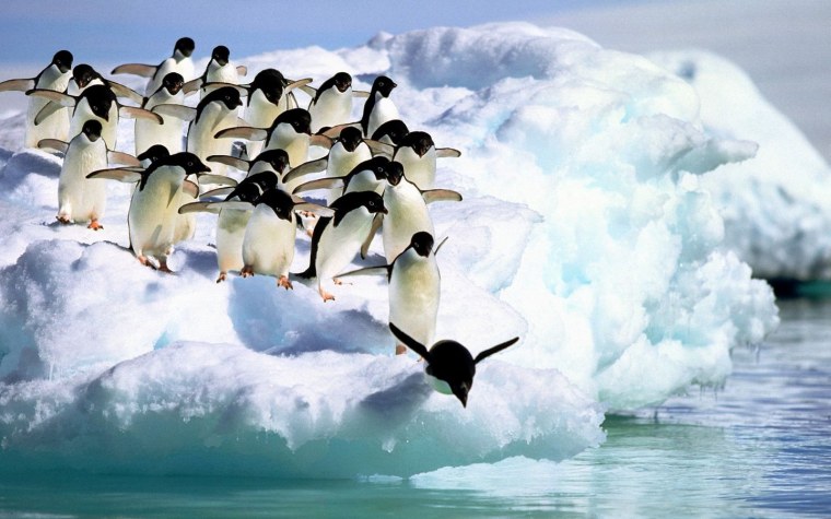 Северный Ледовитый океан пингвины