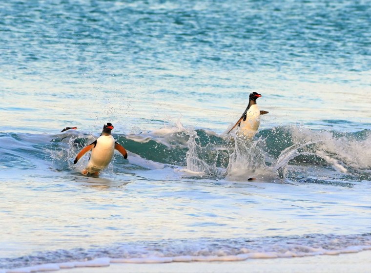 Прикольные пингвины