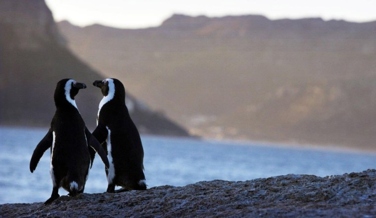 Пара пингвинов