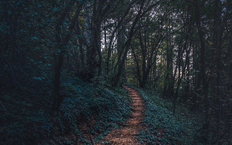 Тропинка в лесу