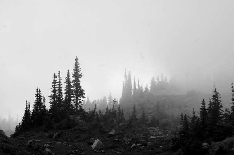 Скандинавия лес Шварцвальд